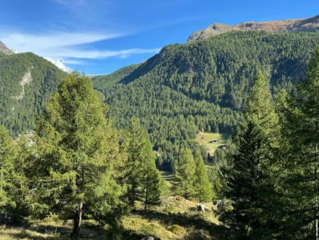 Grindweg met een haarspeldbocht in de berghelling – Bospad naar Alp Tufteren, Zermatt